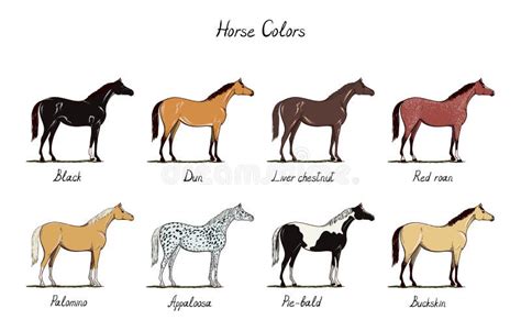 roan horse color chart