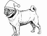 Pug Coloring Pages Adult Print Printable Color Getcolorings sketch template