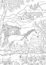 Horses Favoreads Coloring sketch template