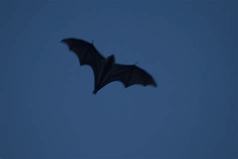 image  bat  dusk creepyhalloweenimages