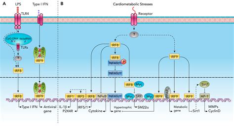 reprogramming interferon regulatory factor signaling  cardiometabolic