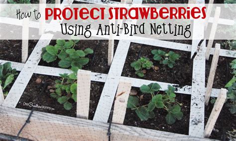 protect strawberry plants  anti bird netting
