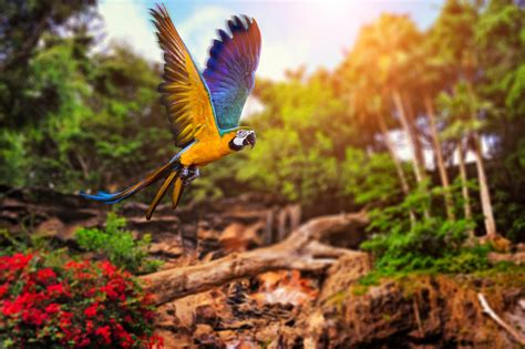 wallpaper sunlight forest birds animals nature parrot insect