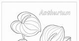 Anthurium sketch template