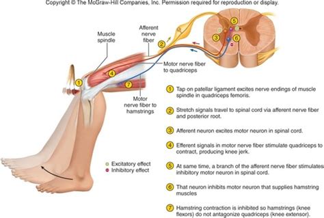 patellar tendon reflex nerve root slideshare