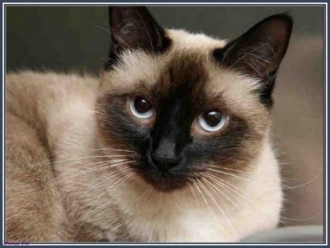 heres  people    siamese himalayan cats  sale