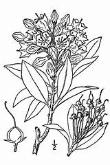Laurel Mountain Ericaceae Latifolia Kalmia Calico sketch template