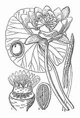 Alba Botany Engraving Nymphaea sketch template