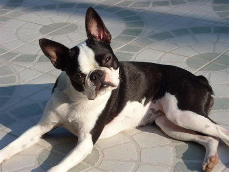 boston terrier dog breed information pictures