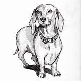 Drawing Dachshund Sketch Dog Wiener Weenie Dogs Drawings Coloring Pages Cute Paintingvalley Pencil Sketches Arte Haired Choose Board Quick sketch template