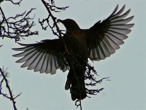 fileblackbird  flightjpg wikimedia commons