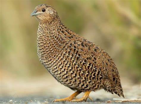 coturnix quail facts  origins pictures characteristics pet keen
