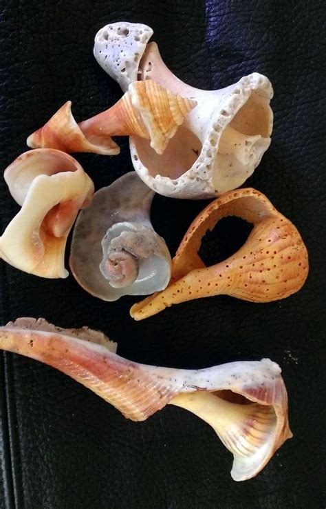 shell anatomy shell structure marine biology ocean etsy shell structure marine biology