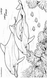 Dolphin Erwachsene Delfin Dauphin Dauphins Colorier sketch template