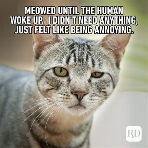 cat memes youll laugh   time readers digest