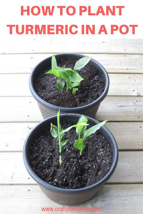 grow turmeric   pot   organic vegetable garden grow