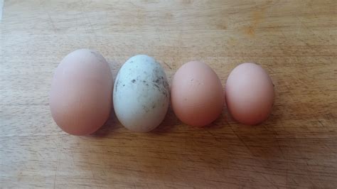 smallholding adventure eggs  eggs january