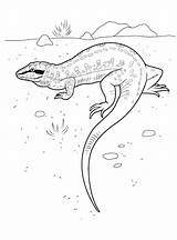Colorear Lagarto Eidechse Lagartos Axolotl Jaszczurka Lucertola Dibujado Colorkid Lizard sketch template