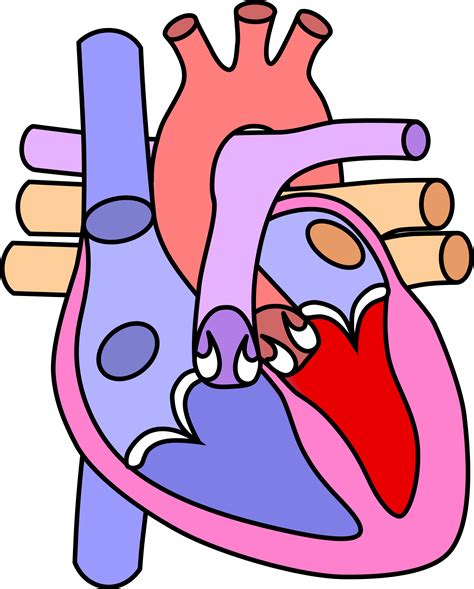 heart diagram empty clipart