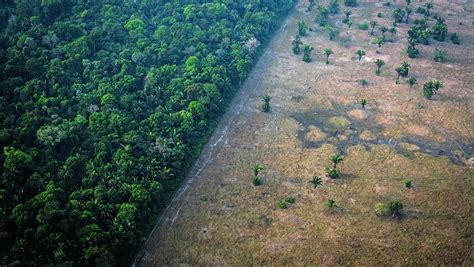 amazônia perdeu 44 milhões de hectares de área nativa nos últimos 34