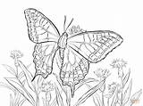 Butterfly Coloring Swallowtail Pages Drawing Caterpillar Old Printable Drawings sketch template