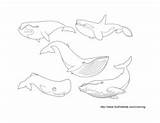 Coloring Animals Pages Whales Surfnetkids sketch template