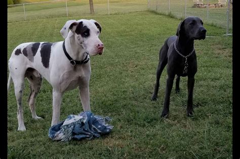Clicks Great Danes Puppies For Sale