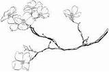 Dogwood sketch template