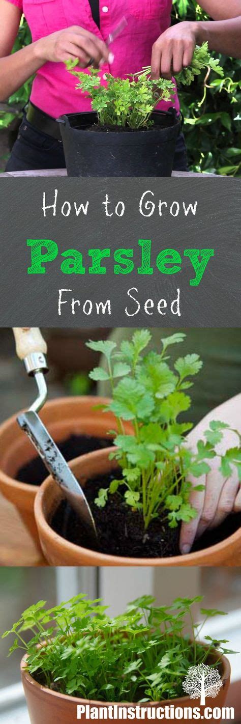 grow parsley  seed  images growing parsley growing