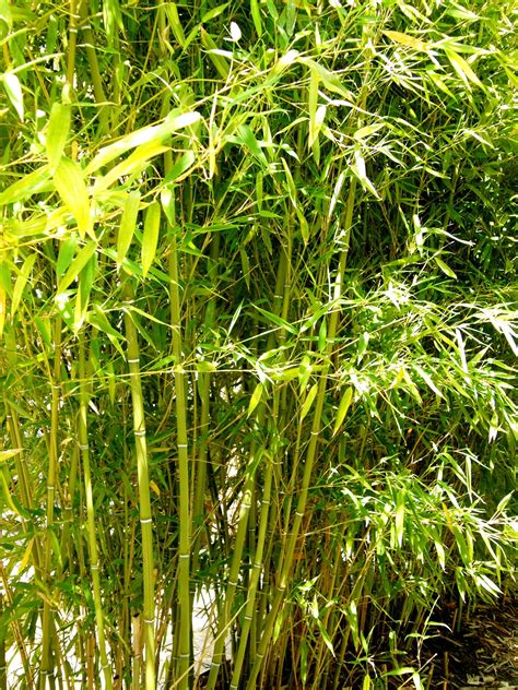 plant care bamboo plants hq