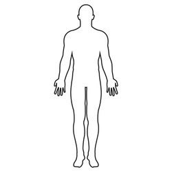 mens body  male human anatomy shape royalty  vector
