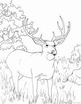 Deer Coloring Whitetail Pages Hunting Realistic Buck Turkey Color Tailed Getcolorings Printable Head Pag sketch template