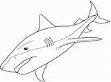 Shark Coloring Mako Tiger Drawing Drawings Pages Ocean Life Sharks Draw Tooth Clipart Line Kids Getdrawings Animals 540px 01kb Blue sketch template