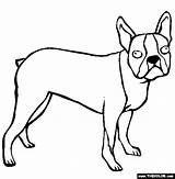 Coloring Boston Terrier Pages Dogs Color Kids Coloringhome sketch template