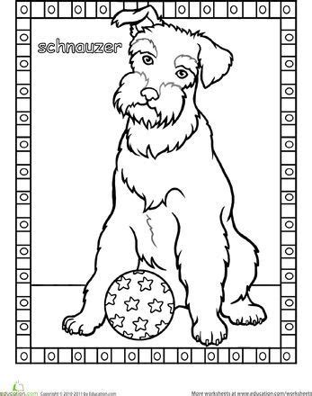 schnauzer coloring page coloring page schnauzer dog coloring