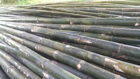 kawayan bamboo  sale batangas city