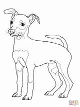 Coloring Pages Pinscher Dog Puppy Miniature Doberman Rottweiler Weimaraner Drawing Printable Sheets Schnauzer Colouring Jack Print Color Mini Cute Weiner sketch template