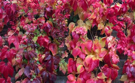 top  winterharde planten voor je balkon tuin  dak wiki wonen
