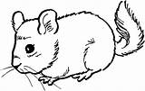Mouse Coloring Chinchilla Pages Dormouse Color Cute Mice Kids Printable Colouring Print Animal Gif Chinchillas Getcolorings Drawing Activities Bestcoloringpagesforkids sketch template