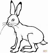 Hare Coloring Pages Drawing Printable Line Color sketch template