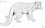 Margay Coloring Cat Pages Caracal Printable Drawing Animals Popular Categories sketch template
