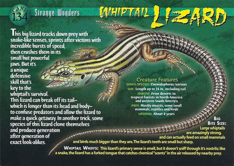 whiptail lizard weird  wild creatures wiki fandom powered  wikia