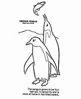 Emperor Coloring Penguins Penguin Fish King Hunting Two 46kb Color sketch template