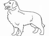Haustiere Retriever Ausmalbilder Malvorlage Malvorlagen Hunde Retrivier Colorare Labrador Disegni Goldener Cani Drucken Haustier Printable Colorier Haustieren Kostenlose sketch template