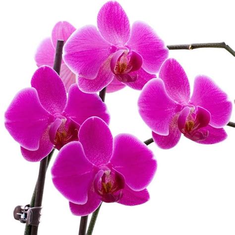 Phalaenopsis Pink Moth Orchid With Classic White Display Pot