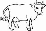 Coloring Pages Cows Cow Animal Print sketch template