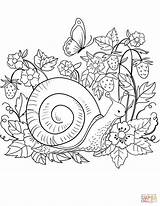 Snail Coloring Pages Printable Template Animals Categories sketch template