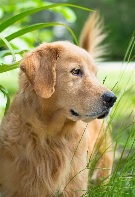 pictures  golden retrievers golden retriever photo gallery