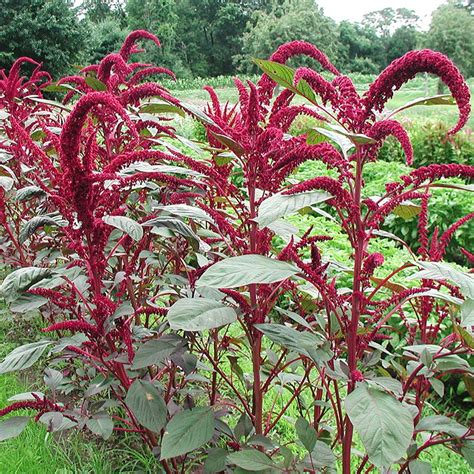 identification    large fast growing plant  red stems