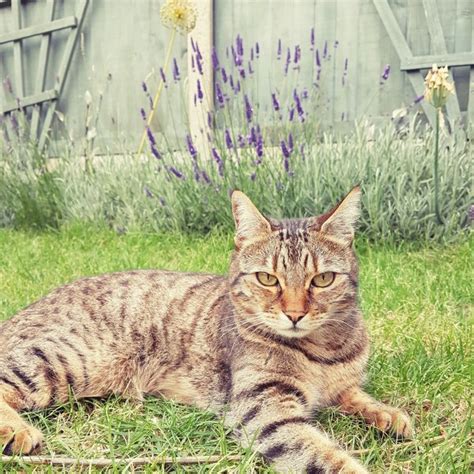 lost cat brown spotted bengal cat called trixie herne